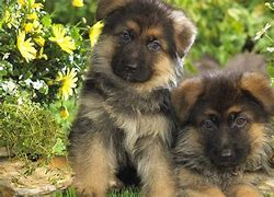  Caldo e incendi no alle catene per i cani