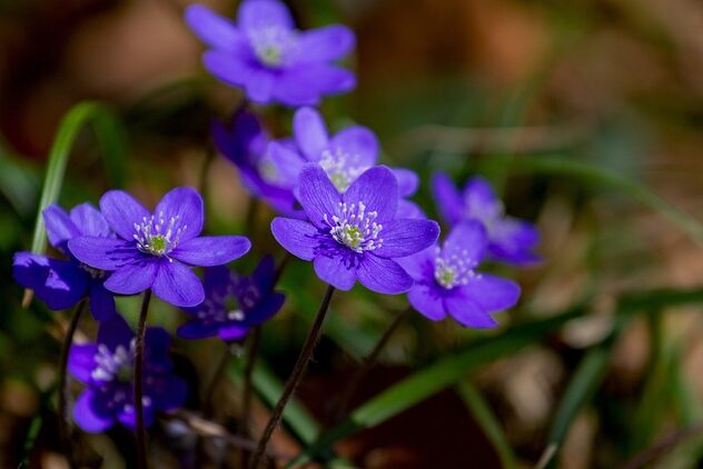 Fiori violette