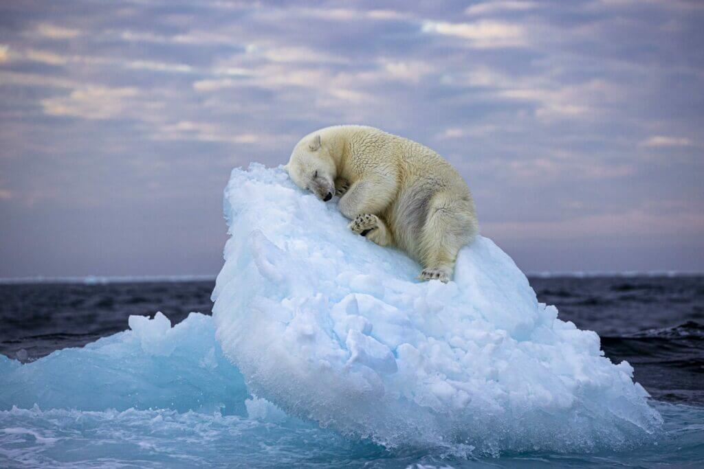 Foto orso polare sul ghiaccio