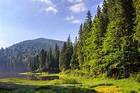 Bosco foresta e Forest bathing al Parco del Respiro