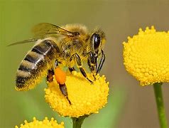 Api a rischio clima e pesticidi l'apicoltura in allarme