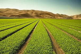 App per Agricoltura Bio