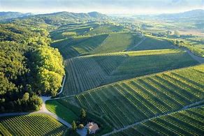 Vigneti dei Colli Orientali dove scorre il buon vino