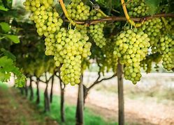 Vigna d'uva bianca 