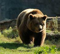 La protezione dell'Orso in Trentino per fortuna continua 