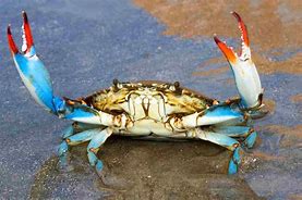 Granchi blu un problema, pagare i pescatori per raccoglierli 