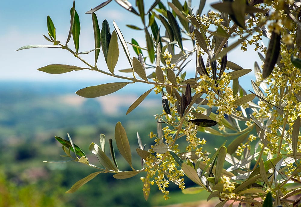 Antiossidante l'idrossitirosolo (olio d'oliva) i benefici per la salute