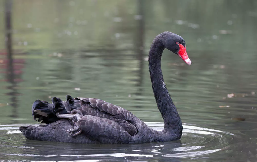 L'imprevedibilità del cigno nero, vita ed eventi negativi 