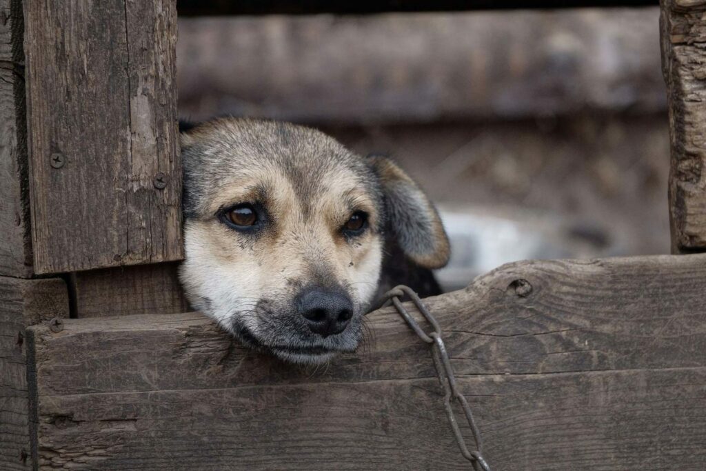 Violenza sofferenza e abusi sugli animali