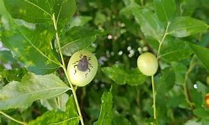 Invasioni biologica i mutamenti ambientali