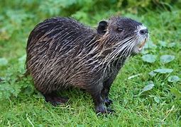 Cambio ambiente granchio e nutria